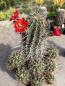 Preview: Echinocereus polyacanthus